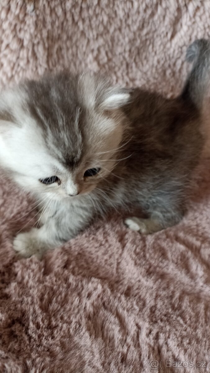 Britská stříbřitá koťátka s PP - 5