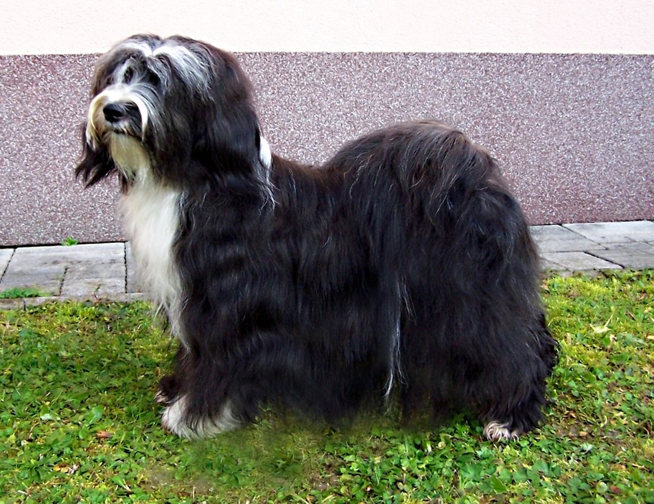 Tibetský teriér s PP - štěně, pejsek - 5