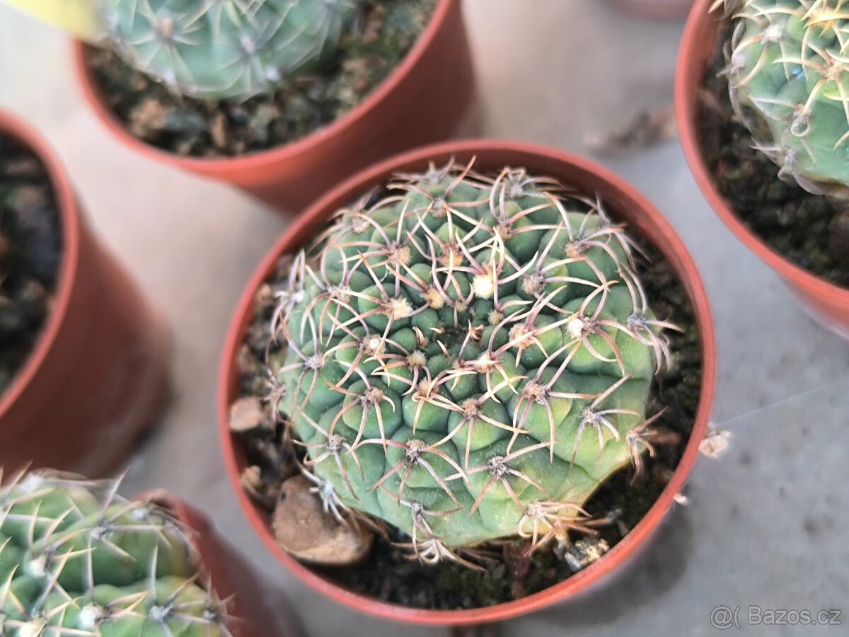Sukulenty,kaktusy - 5
