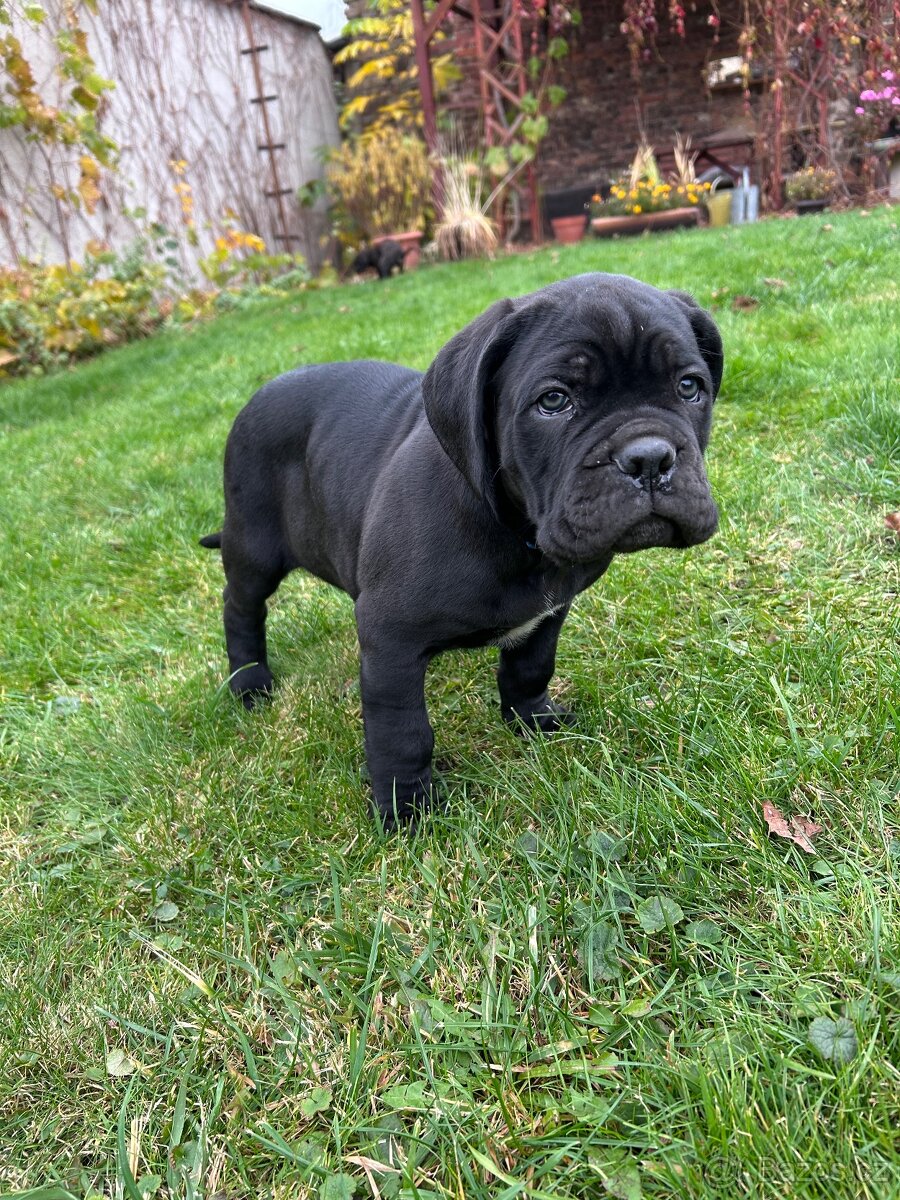 Cane Corso štěňátka BEZ PP - 5