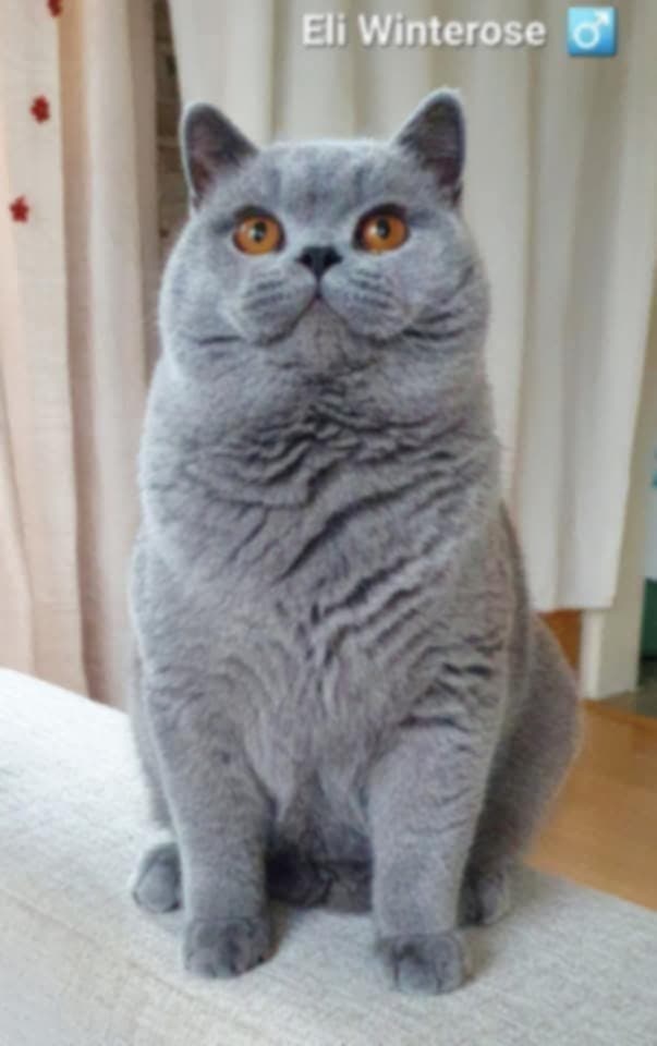 Britská koťata s PP - 5