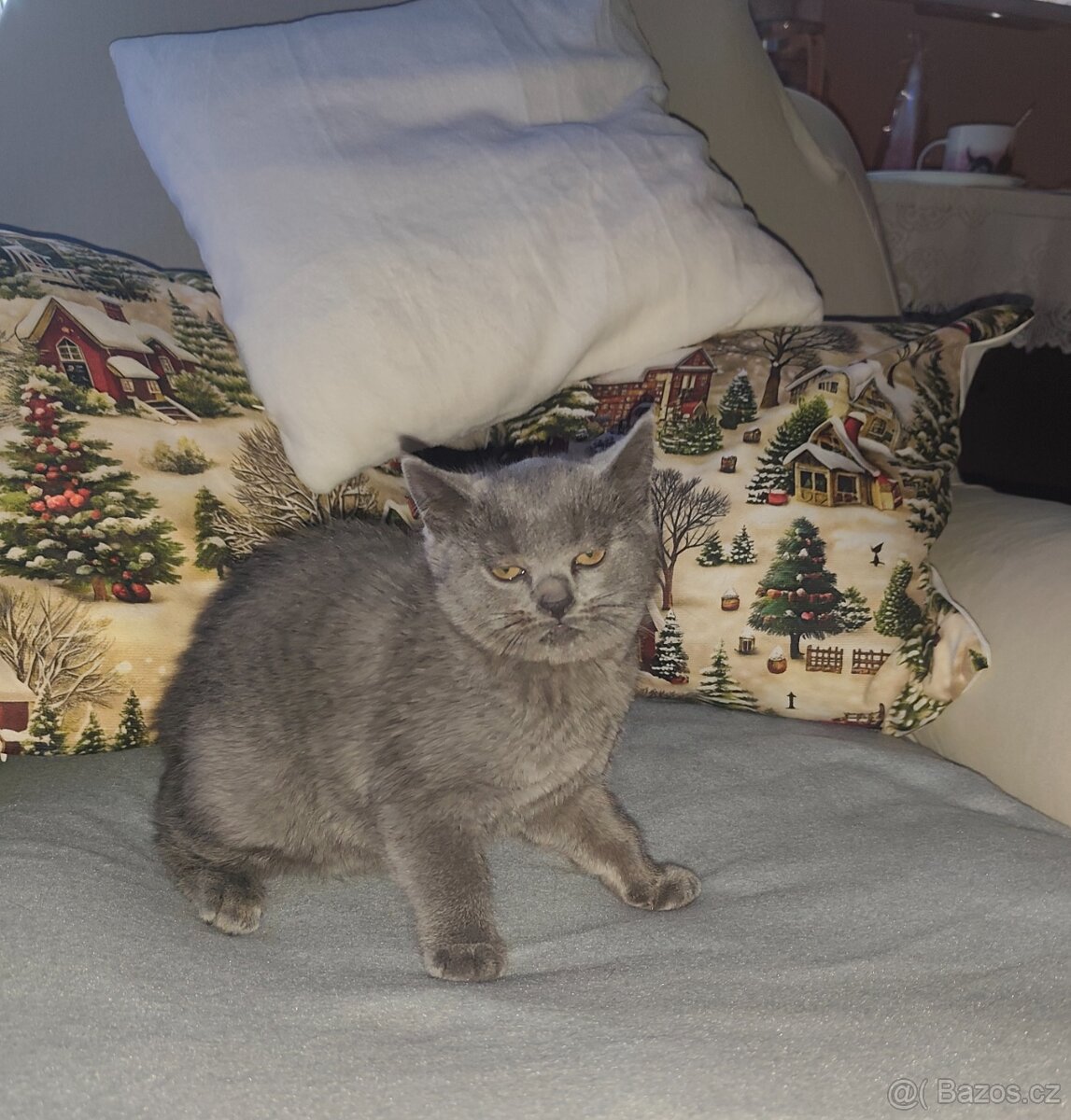 Britská modrá koťata bez PP, - 5