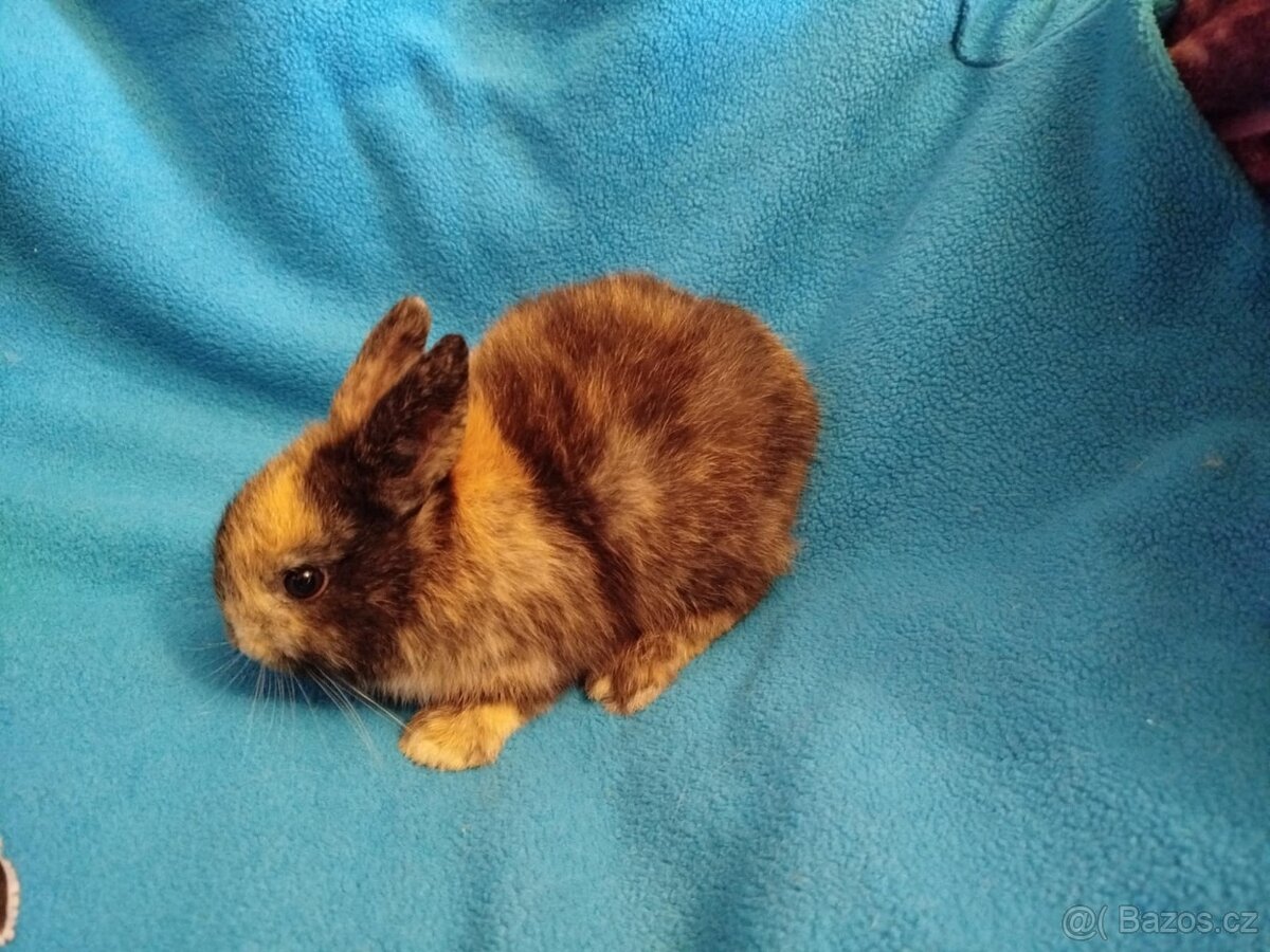 Nabízím zakrslé králíčky - 5