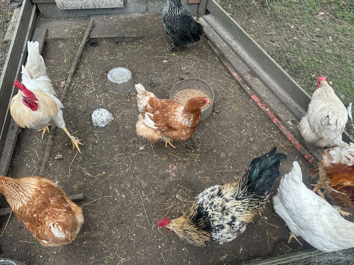 Prodám 3 kohouty - 5