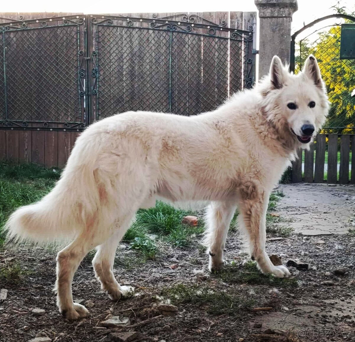 Biely švajčiarsky ovčiak, 10týždňov, BŠO, POSLEDNÝ PSÍK - 5