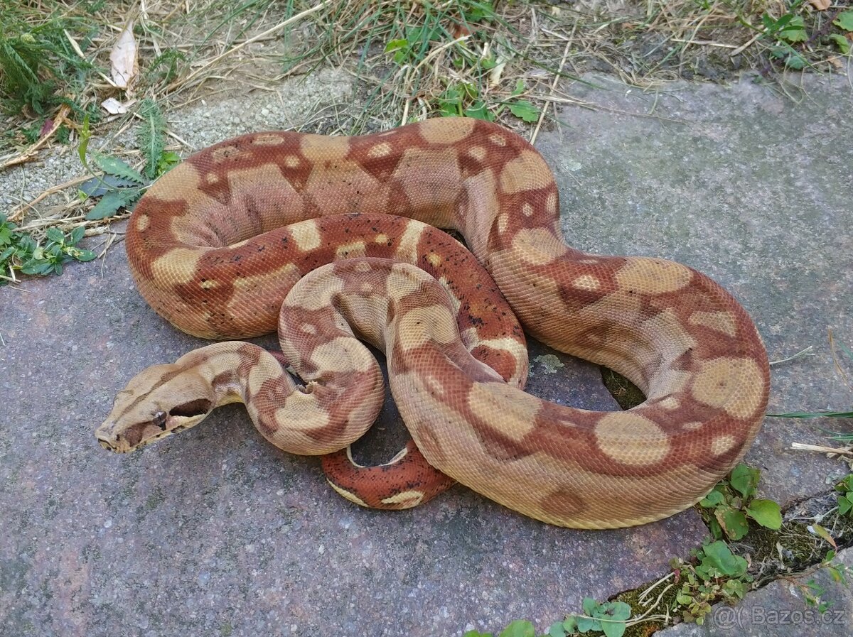 Boa imperator- IMG Aztec, IMG VPI Sunglow, VPI Sunglow Aztec - 5