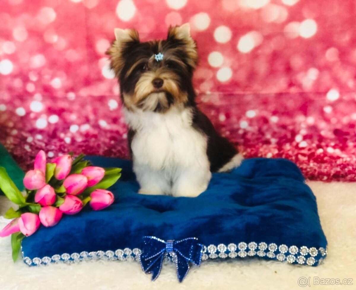 Yorkshire teriér s PP/ krytí - 5