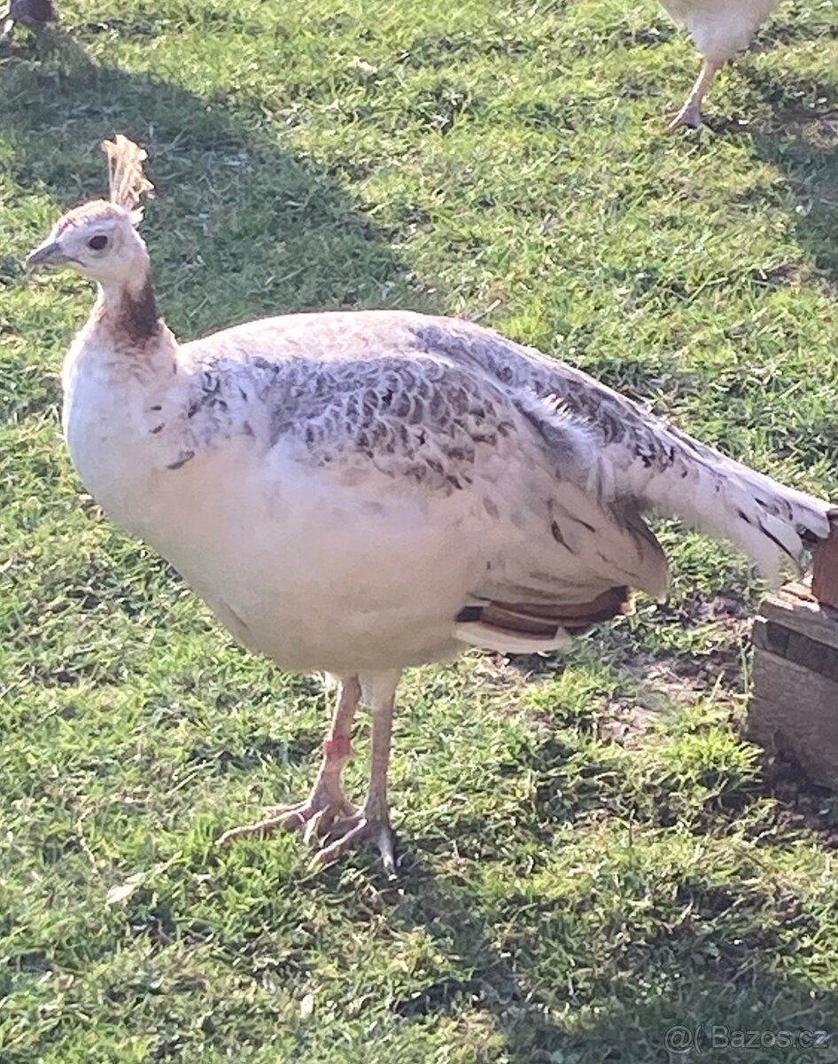 Prodám páv bílý, modrý - 5