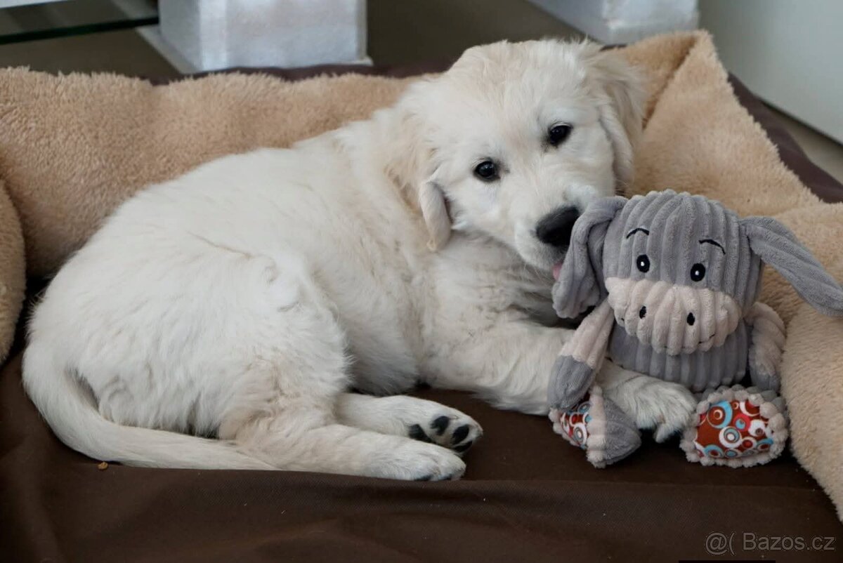 Štěňata zlatého retrívra - 5