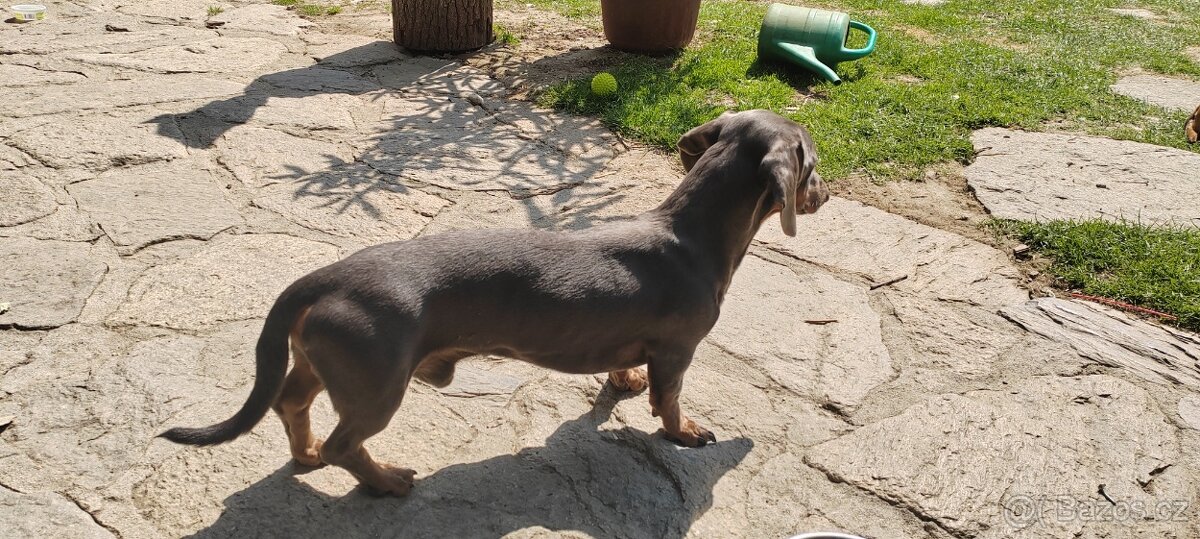 Jezevčík ke krytí - 5