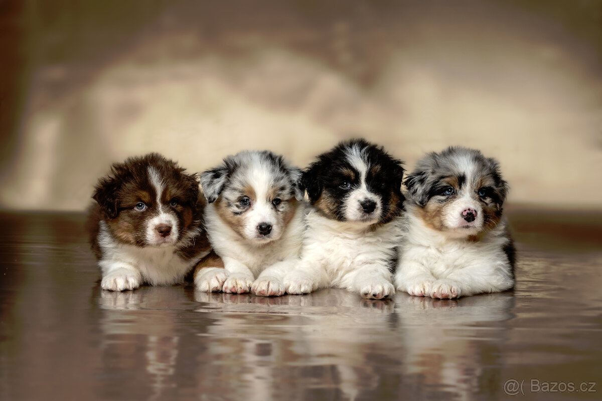 australský ovčák s pp - 5