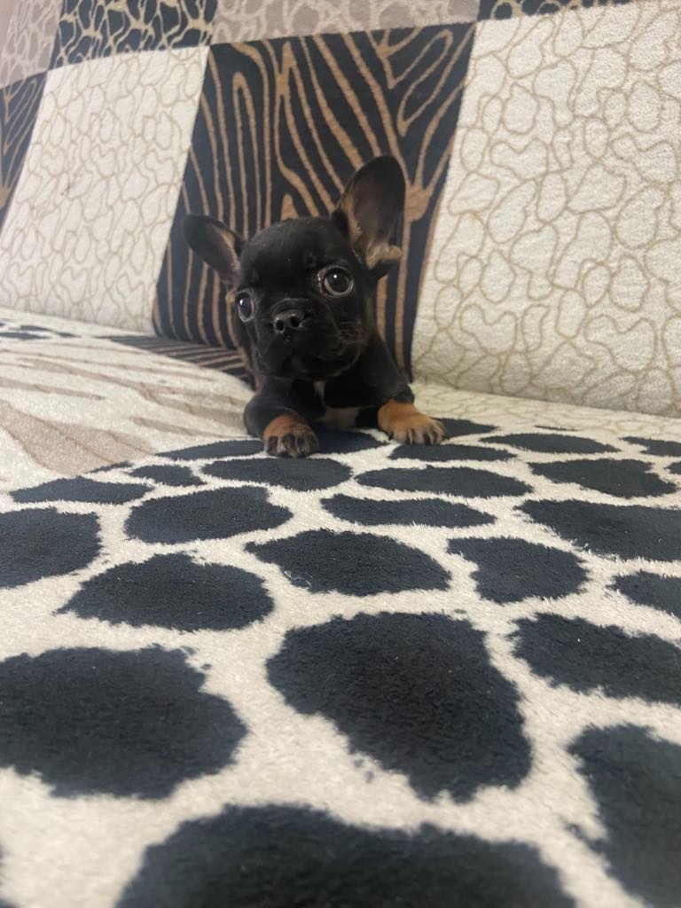 Francouzský buldoček - 5