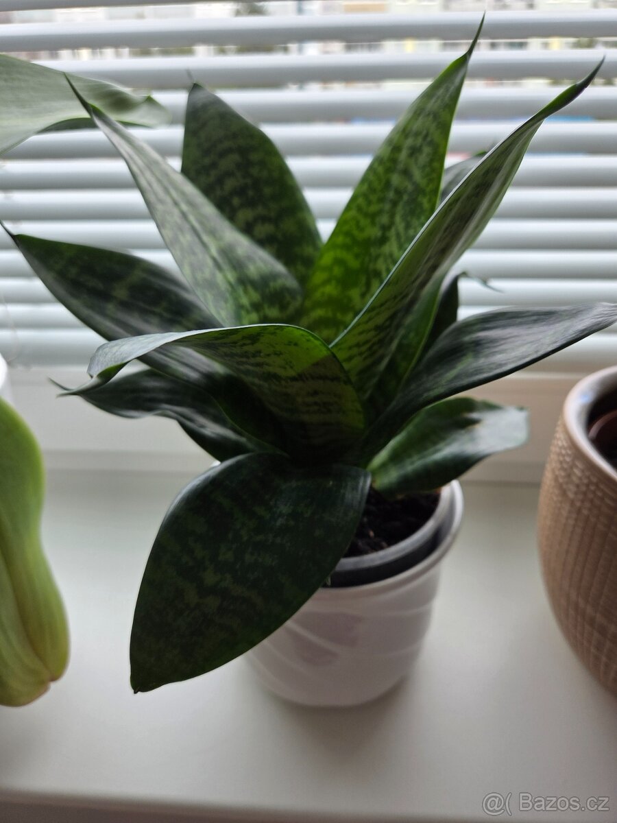 Tchýnin jazyk - kornoutek - 5