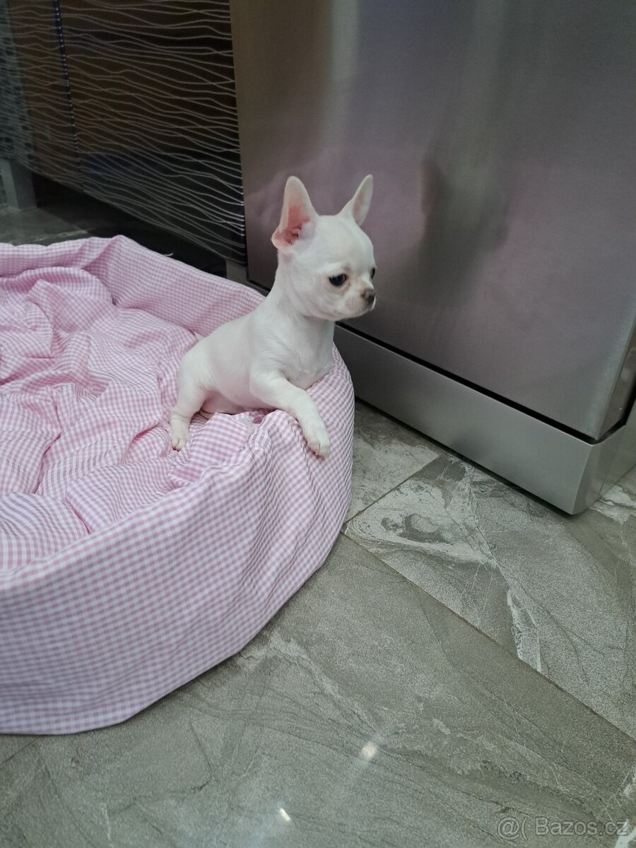 Čivava štěňátka fenečky - 5