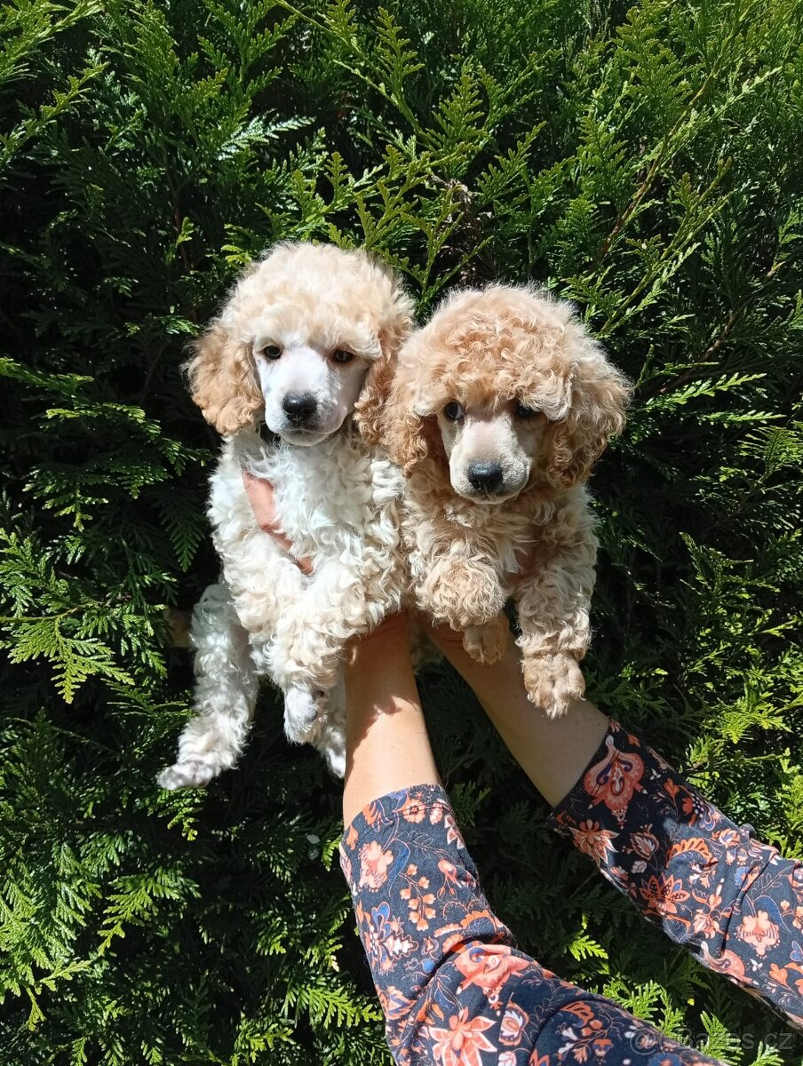 Trpasličí pudl - 5