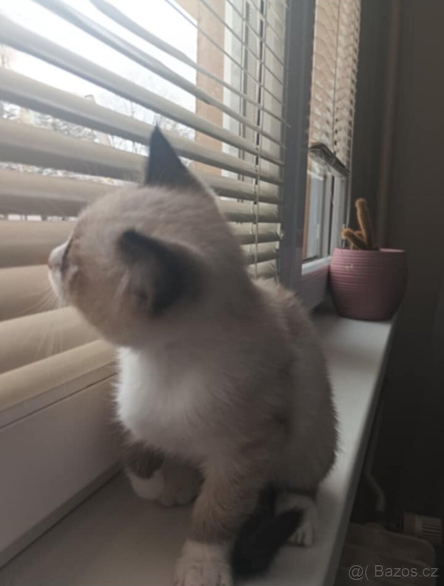 Thajsko-siamské kotě k prodeji. - 5