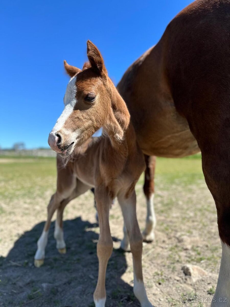 Na jaře 2letý valach WPB - 5