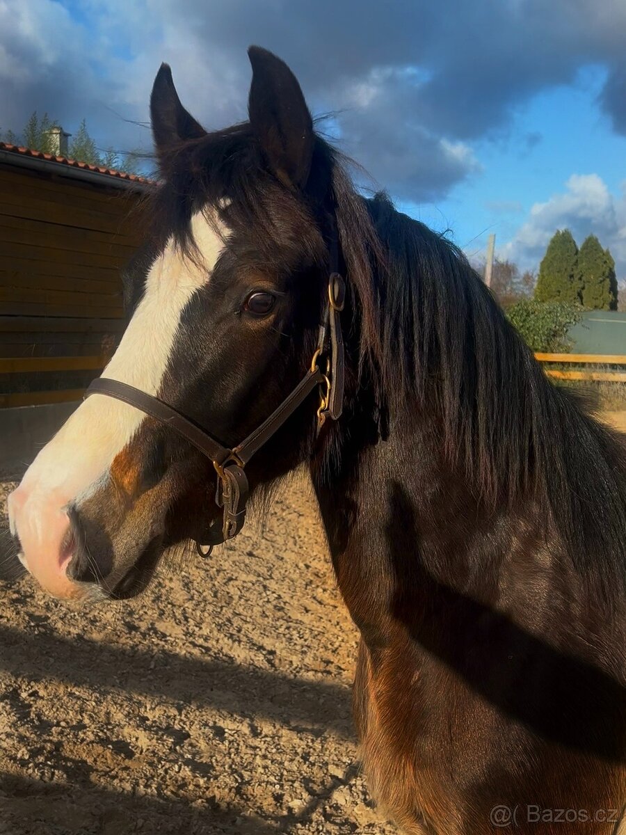 Urostlý téměř dvouletý valach - 5