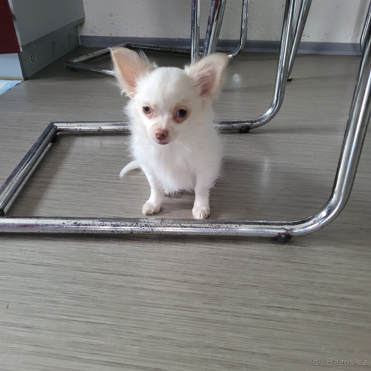 Čivava dlouhosrstá - 5