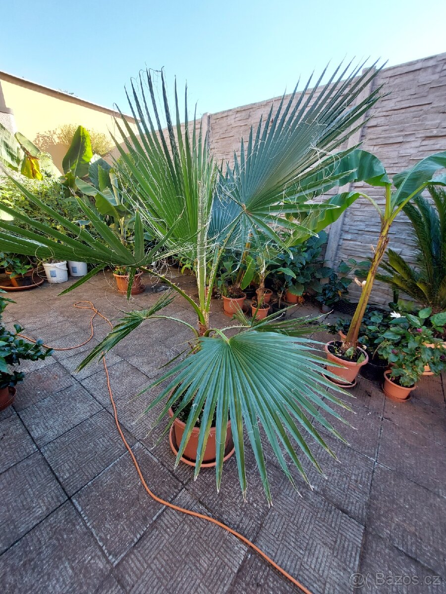 Banánovník Musa basjo a Dwarf cavendish, - 5