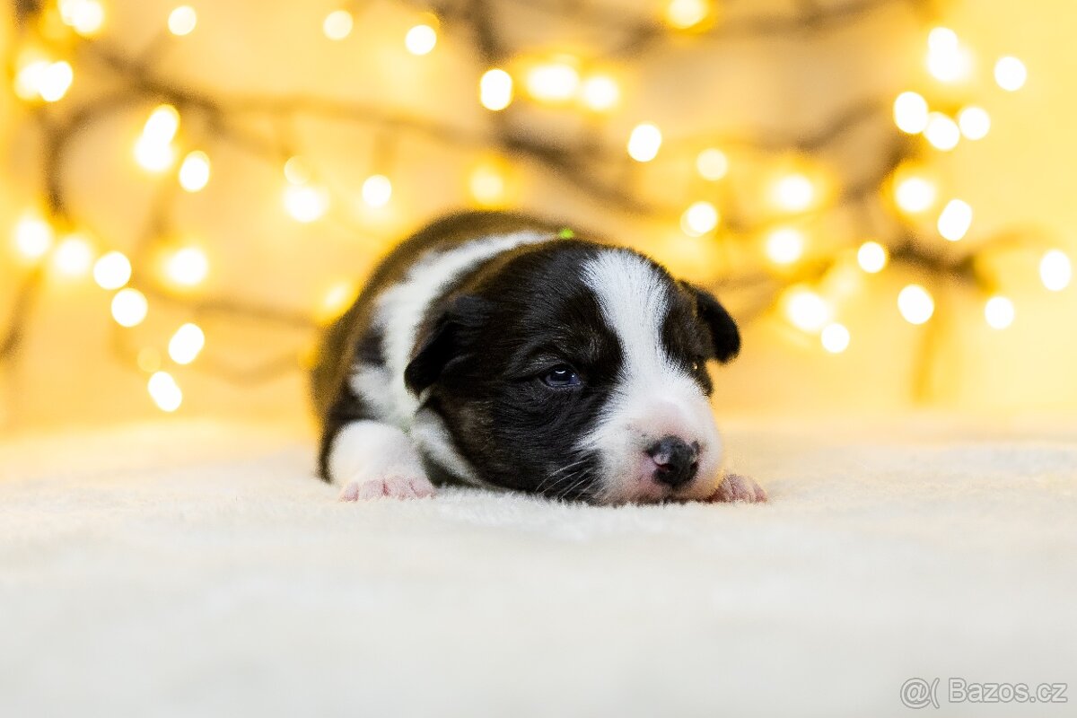 Štěňata border kolie s PP - 5