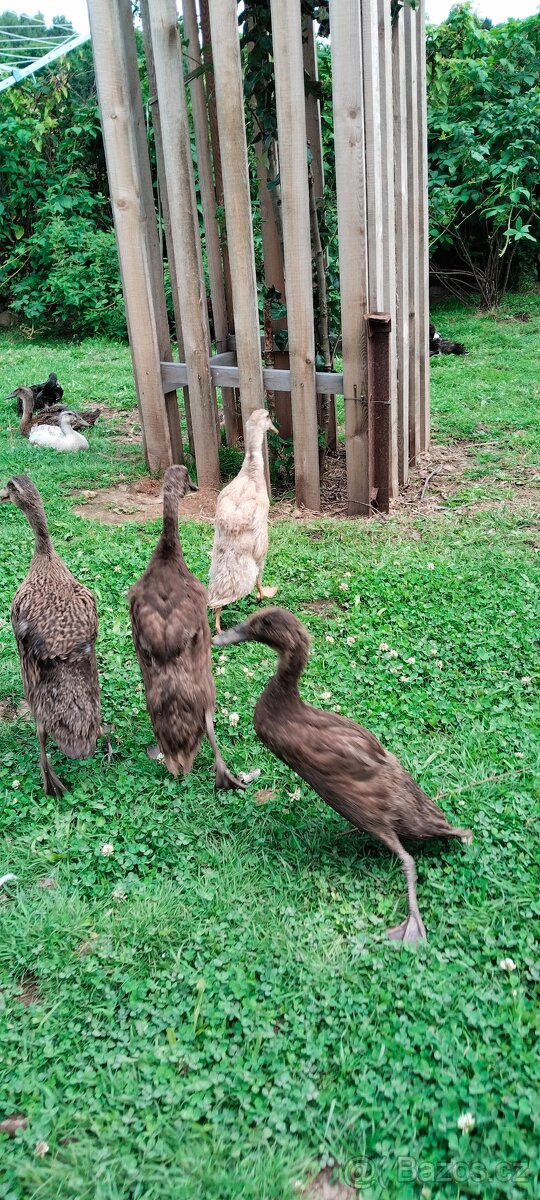 Indický běžec - 5