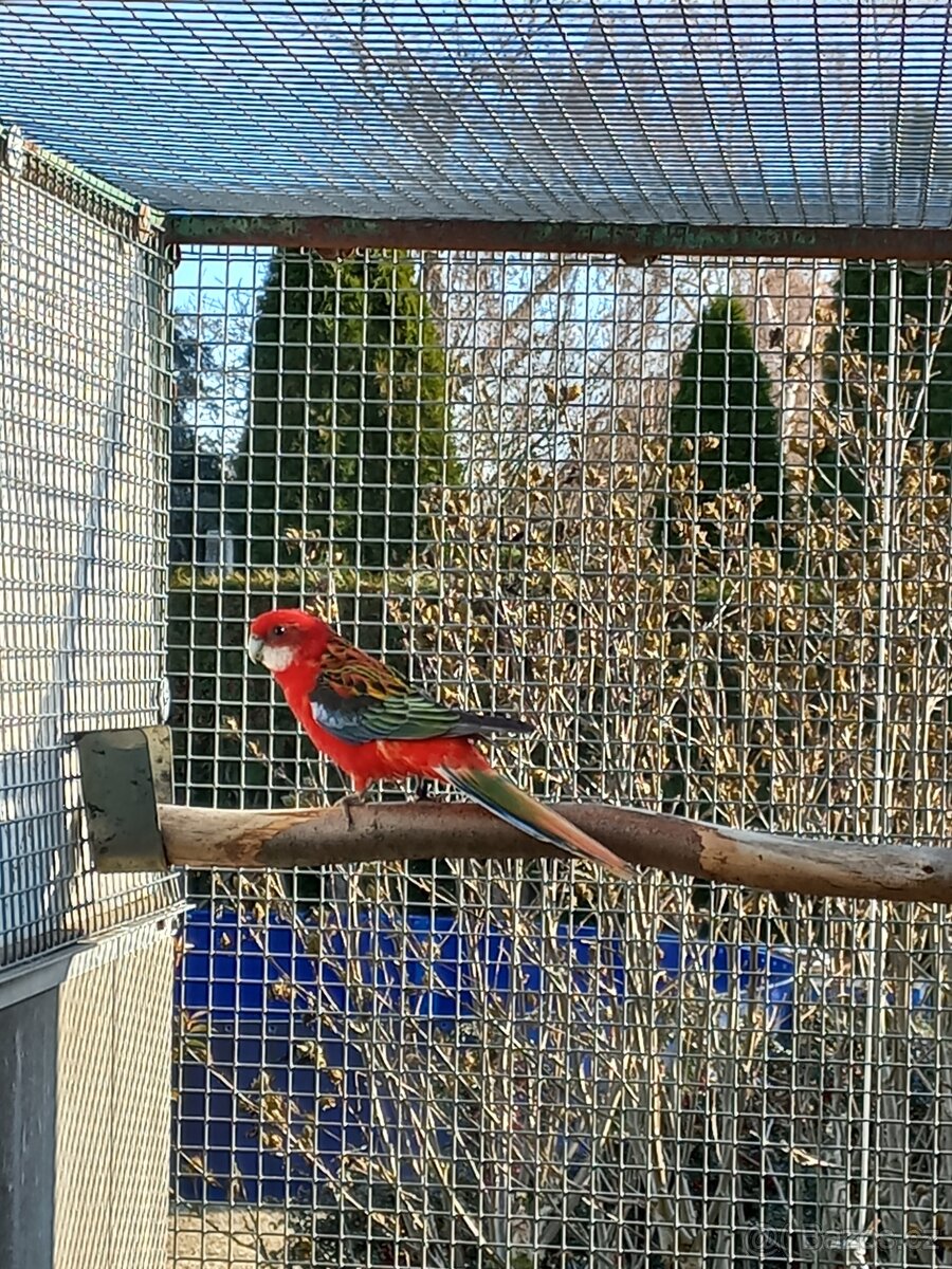 Rosela pestrá červená - 5