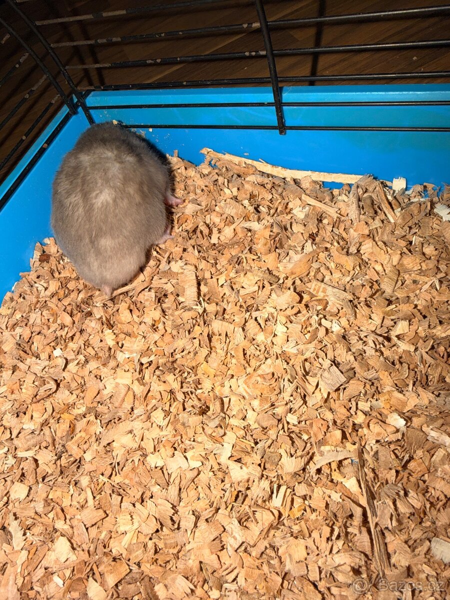 Křeček syrský - 5