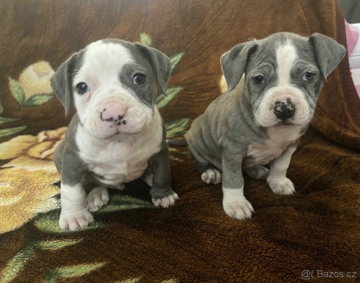 STAFORDŠÍRSKÝ bulteriér - 5