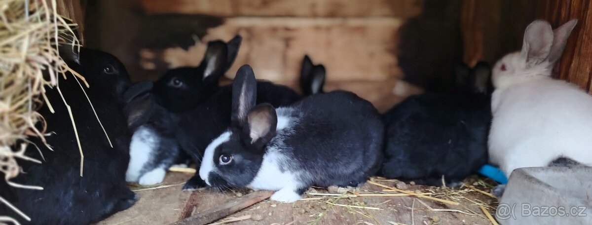 Králíci - 5