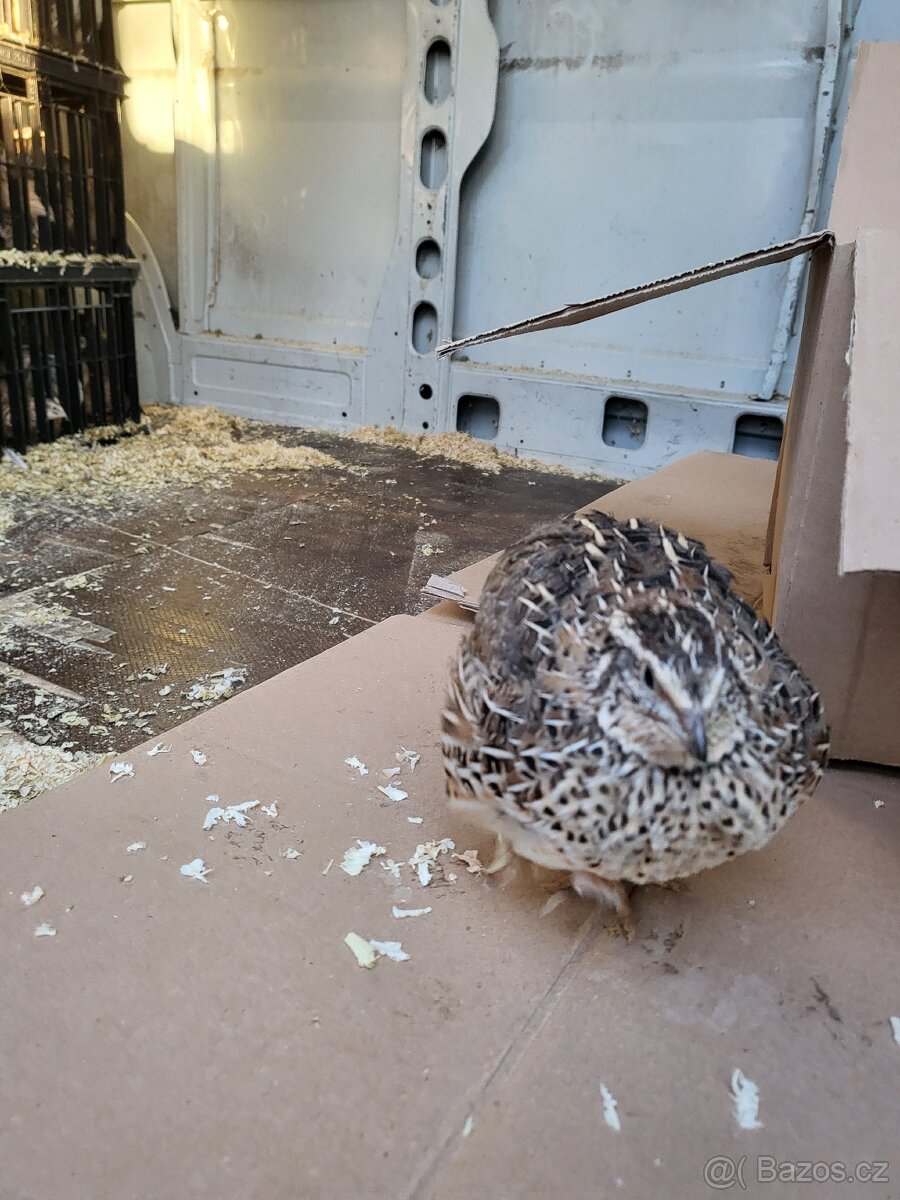 Japonské prepelice - predaj - 5