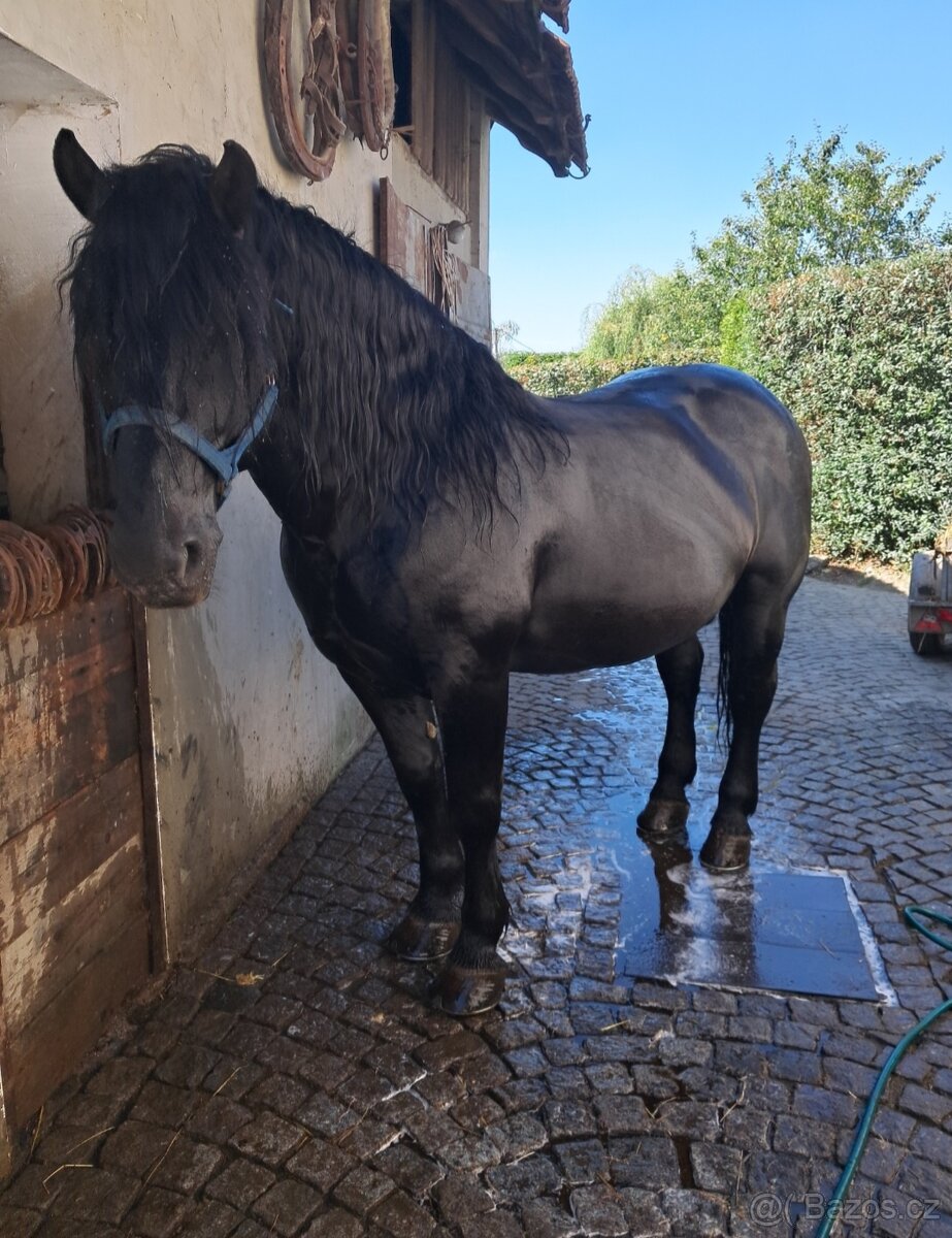 Hříbata Slezský Norik Hřebec - 5