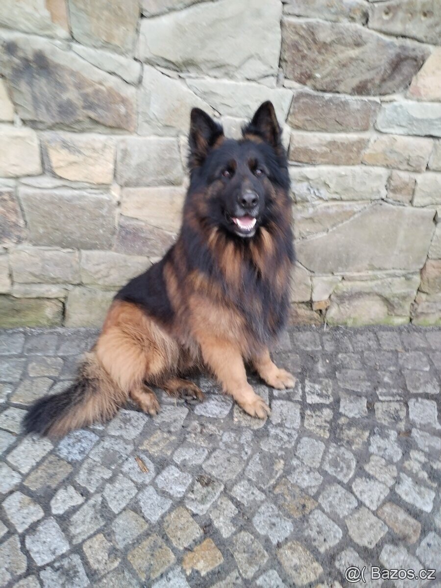 Německý ovčák dlouhosrstý -krytí - 5