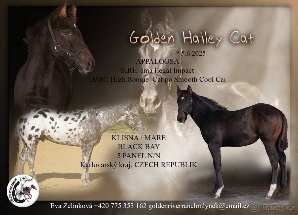 Appalossa klisna - 5