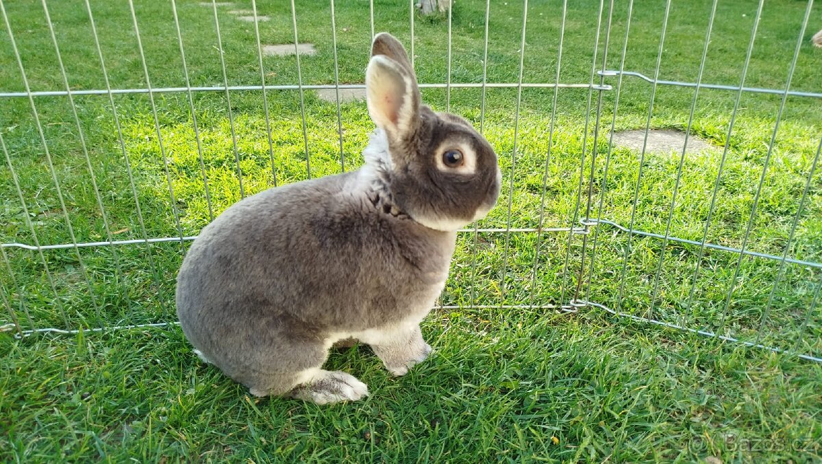 Zakrslý králík rex - 5