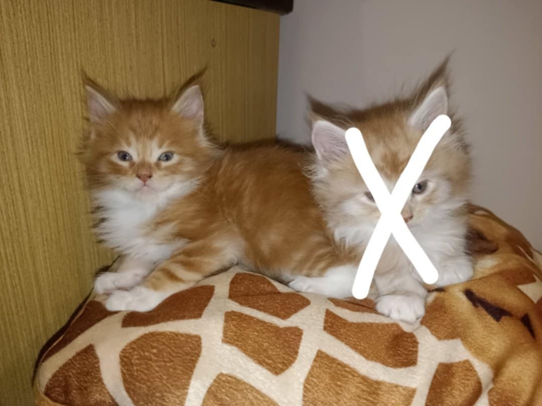 Mainská mývalí bez PP - 5