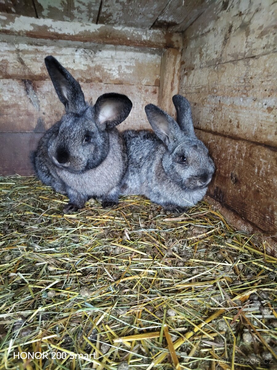 Králíci - 5