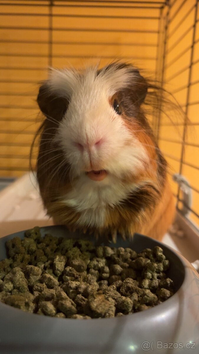 Morčátka - kluk a holka s kompletním vybavením - 5