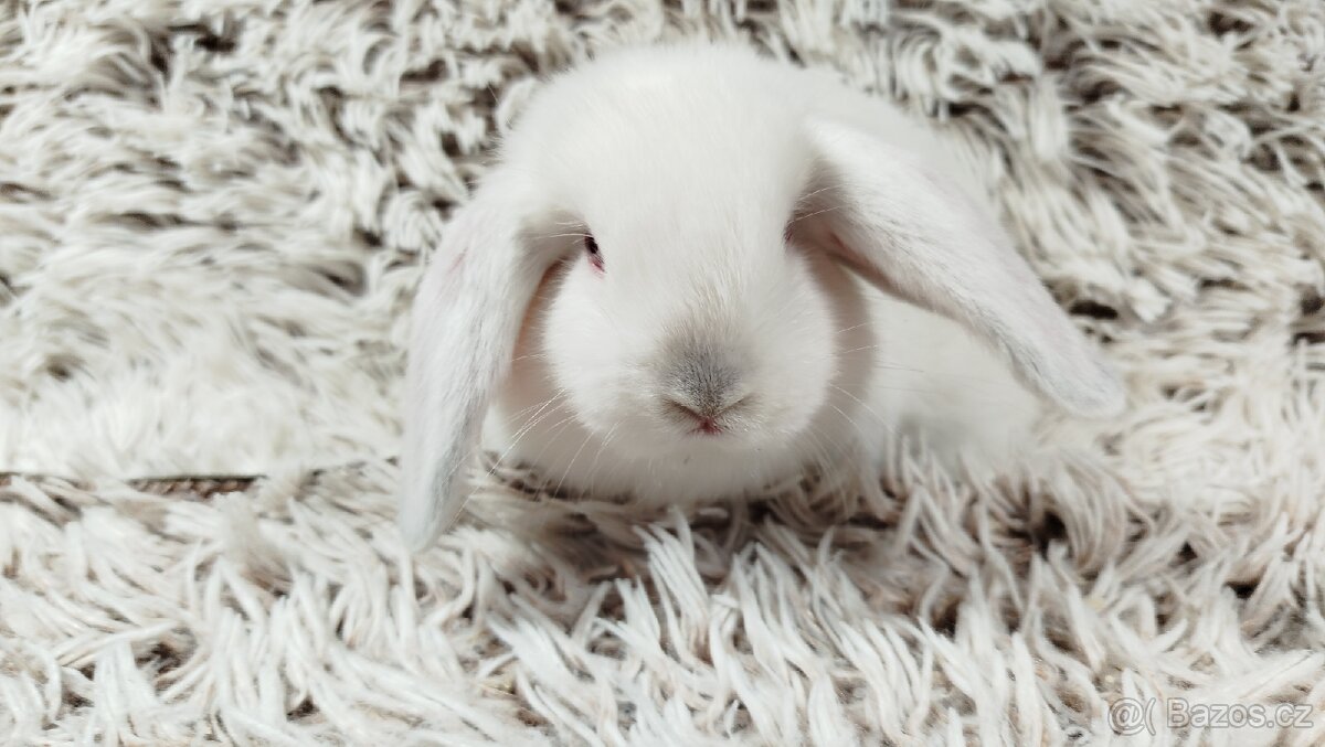 Zakrslý beránek, králíček, králík - MOLLY - 5