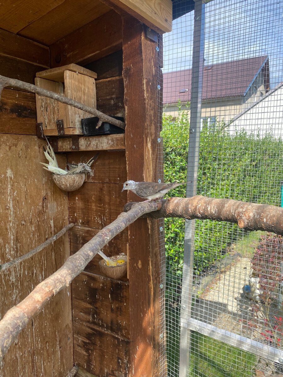 Holoubek diamantový - 5