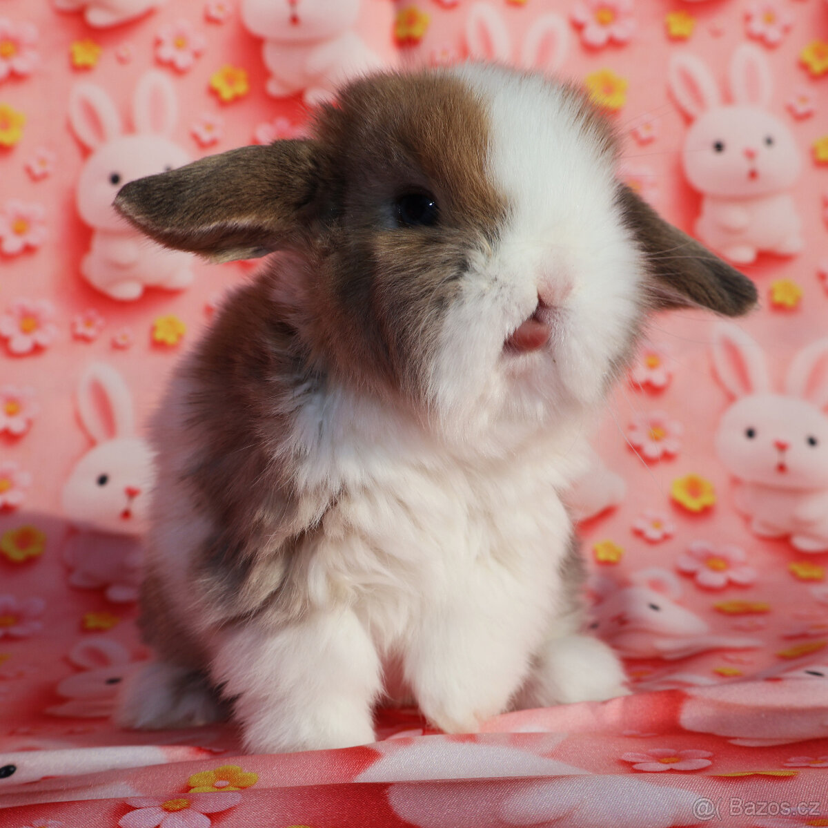 Zakrslý beránek , malinká samička s VP . - 5