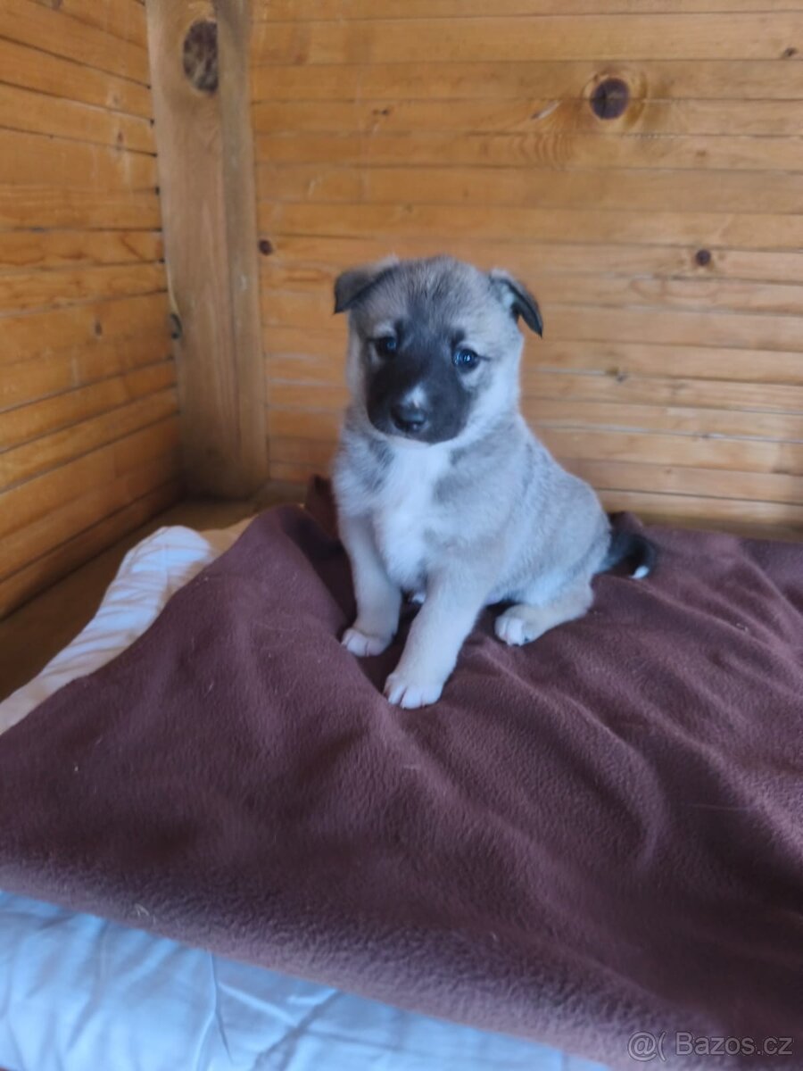 Západosibiřská lajka - 5