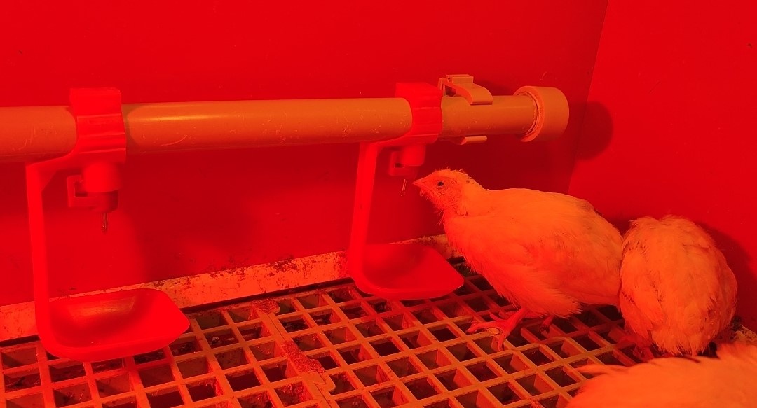 Napajeci system - niplova napaječka - 5