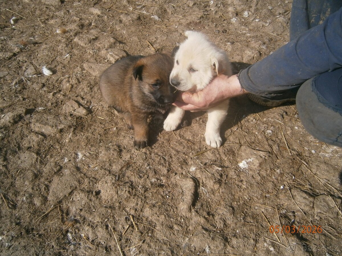 Štěňata německého ovčáka bez PP. - 5