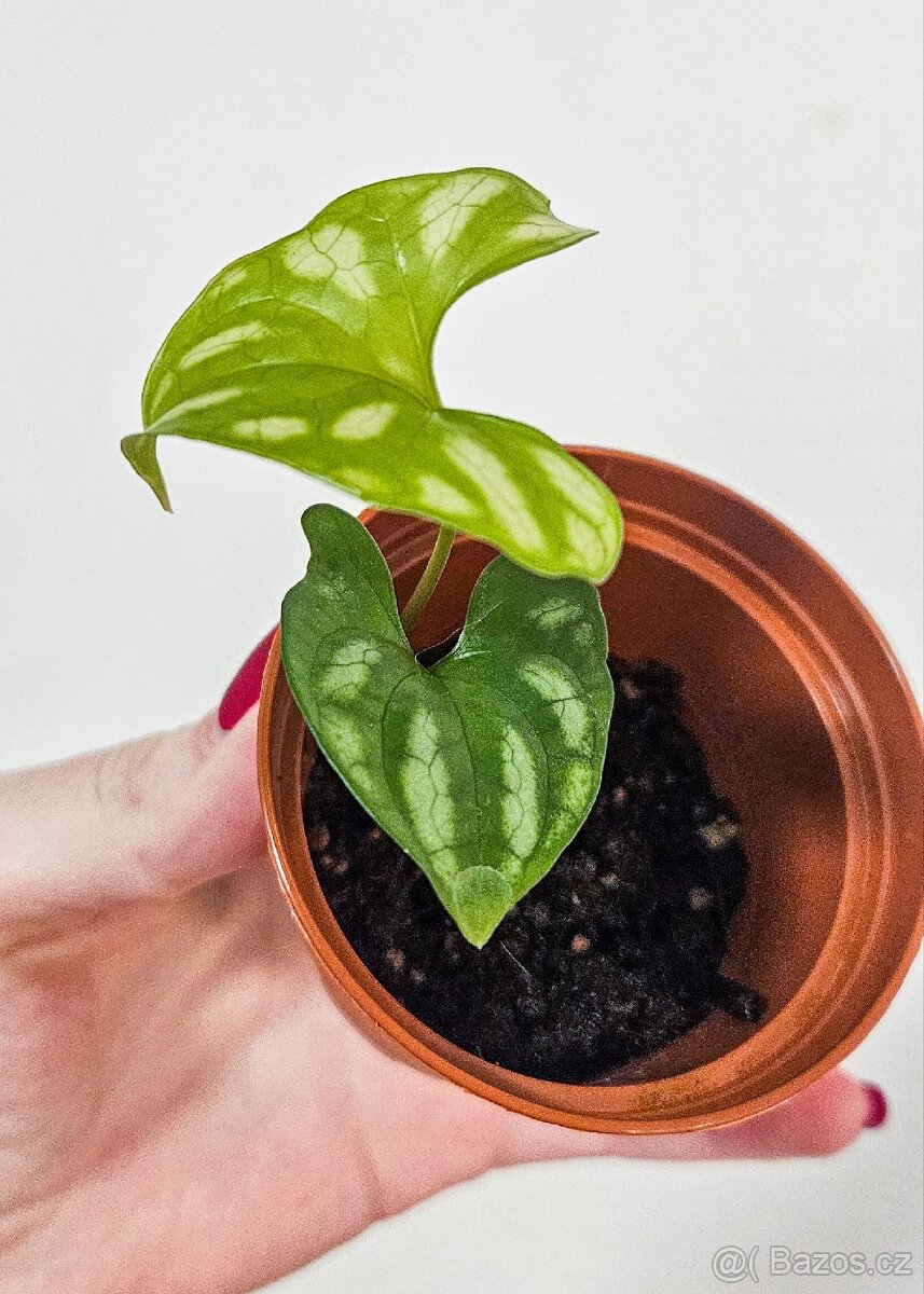 Cercestis Mirabilis raritka - 5