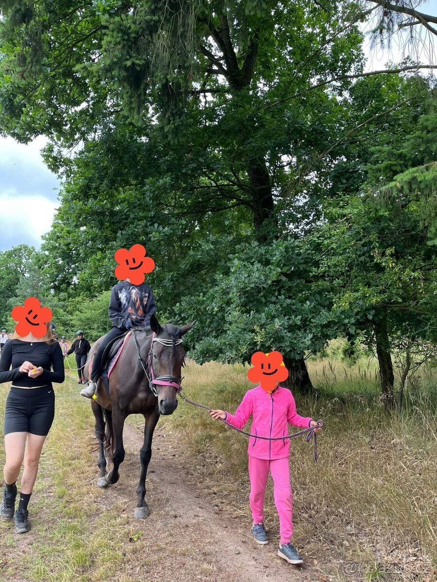 Prodám 5 letou klisnu - 5