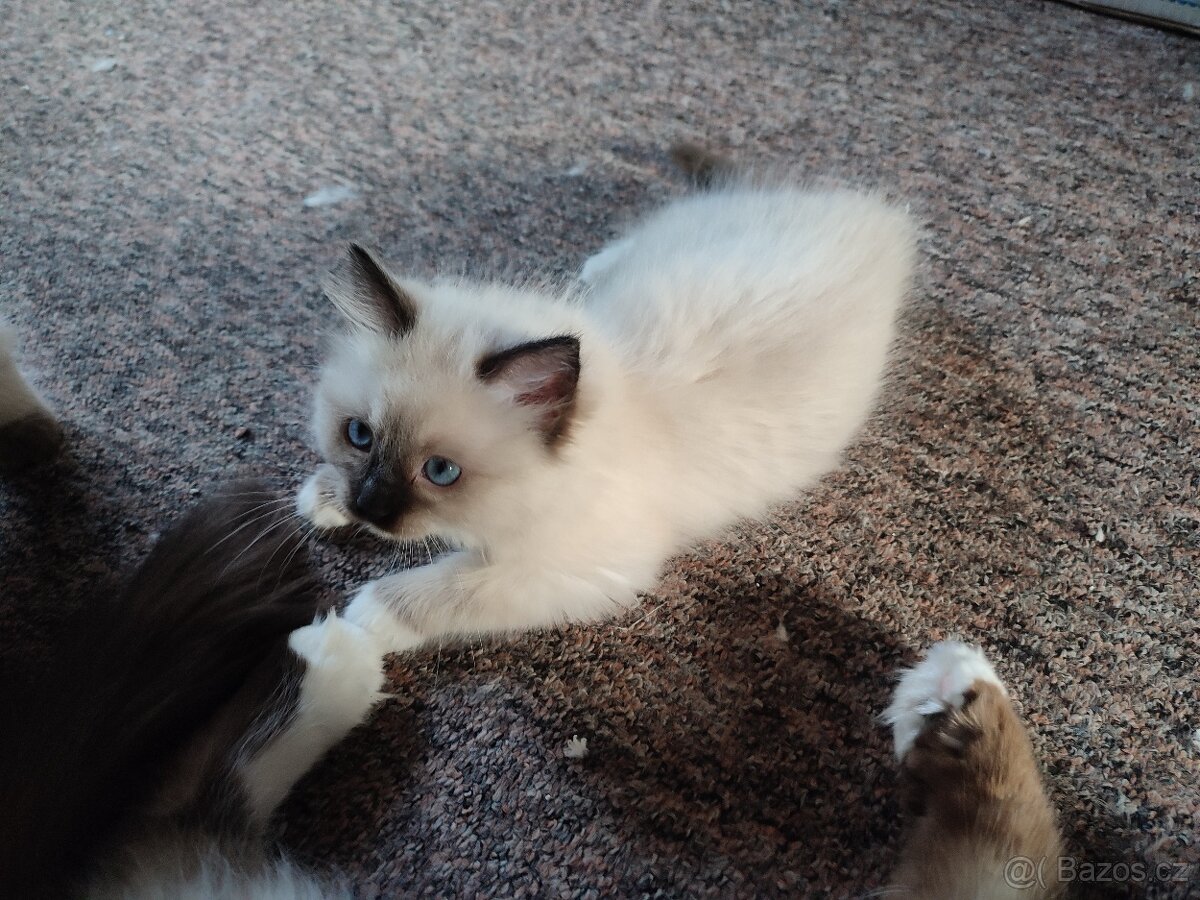 Ragdoll koťátka bez PP - 5