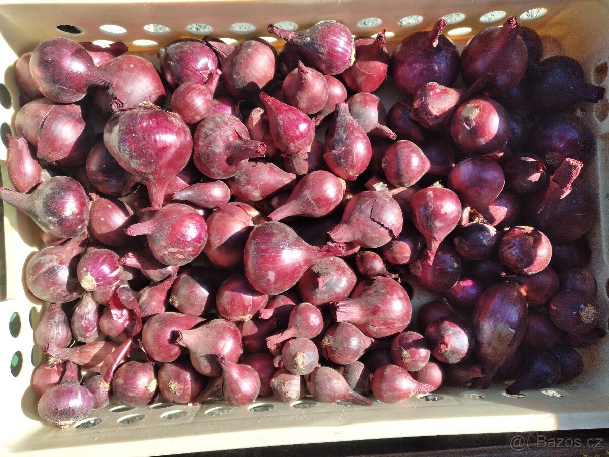 Cibule, brambory, dýně Hokkaido - 5