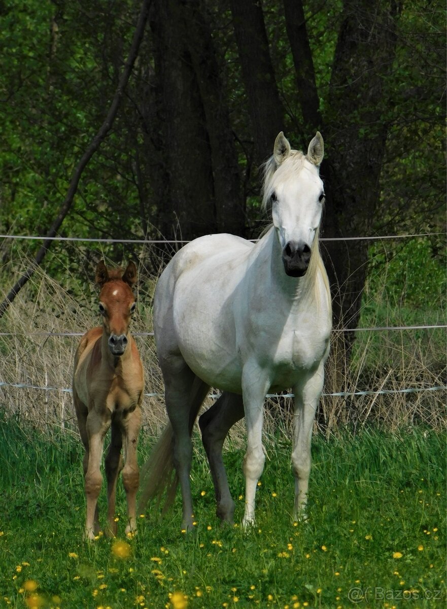 Arabský plnokrevník - 5