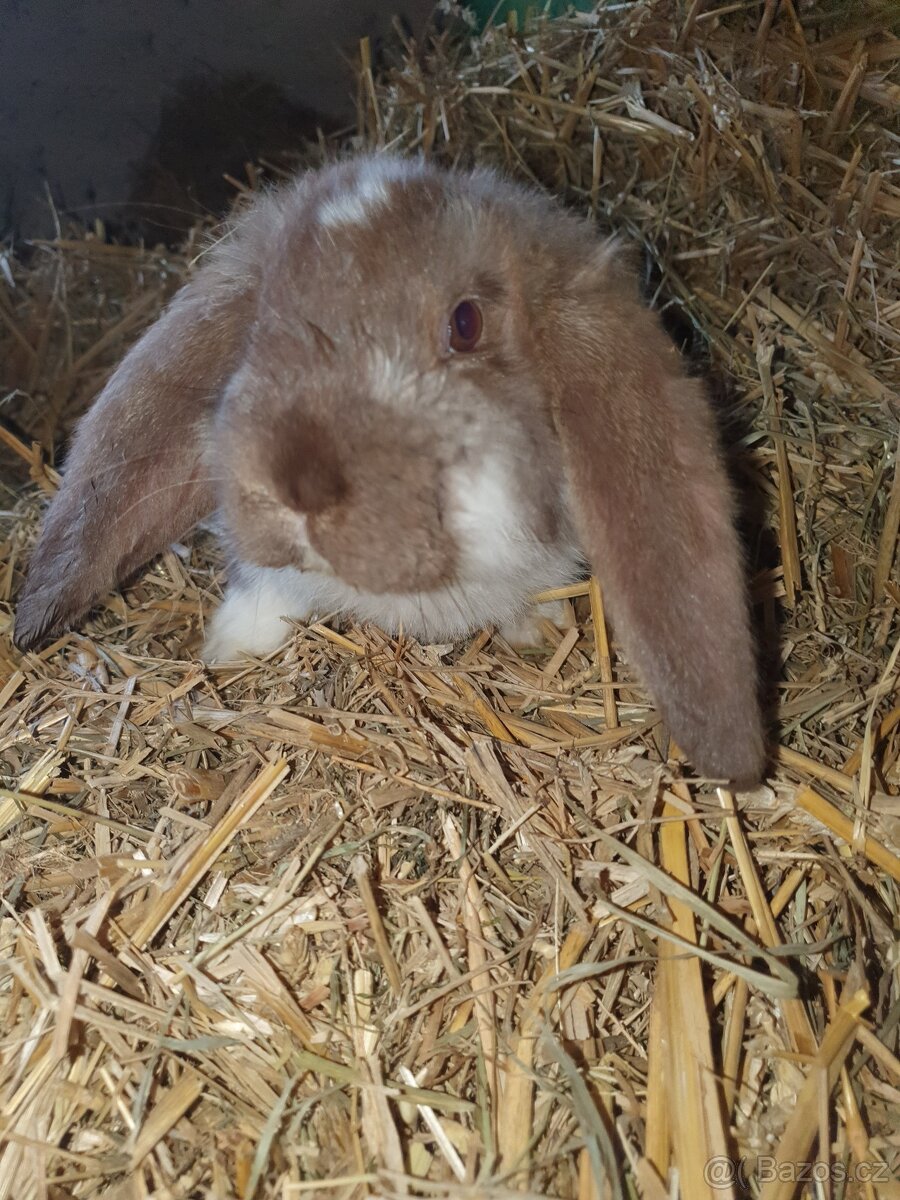 Francouzský beran - 5